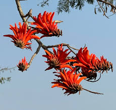 Image result for Erythrina abyssinica × lysistemon