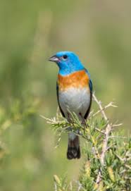 Image result for Passerina montana