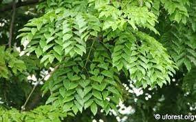 Image result for Erythrophleum