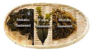 Why Fucoidan 3 Plus Is The Best