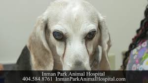 Be able & willing to spend the time and money necessary to provide training, medical treatment and proper care for a pet. Veterinary Clinic Atlanta Ga By Inman Park Animal Hospital