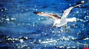 Browse more than 1260 beautiful wallpapers and backgrounds. 55 Beautiful