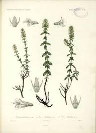 Gary pilarchik (the rusted garden). 46 Thyme Ideas Plants Outdoor Gardens Thyme