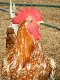 Black And White Speckled Chicken Name Brilliant Red And White Spotted Aloha Rooster Chicken Breeds Swedish Flower Hen Chickens