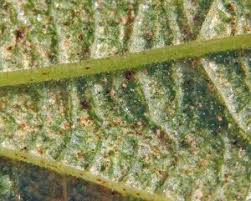 Image result for spider mites on cucumbers