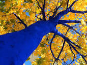 At Peabody Essex Museum, trees are turning blue for Earth Day ...