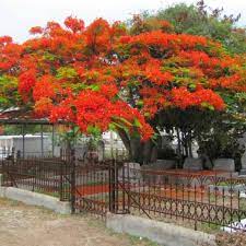 Tree, shrub, red flowers (summer early), medium green foliage. Pin By Kit Jones On Favorite Places Spaces Poinciana Royal Poinciana Key West