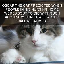 Maddie moate uncovers ten incredible facts about our feline friends. 68 Amazing Cat Facts That You Probably Didn T Know Bored Panda