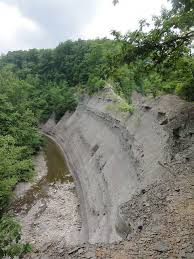 Image result for Lipocarpha constricta