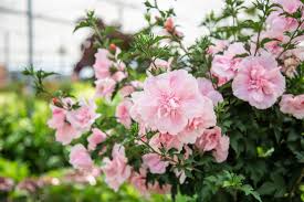 It requires quite a bit of pruning to train it as a small tree. Rose Of Sharon Petitti Garden Centers