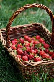 Le B A Ba Des Fraises Photos De Fruits Et Legumes Fruits Et Legumes Fruits D Automne