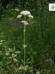 Дэйн дехаан, кара делевинь, клайв оуэн и др. Valerian Valeriana Officinalis Flowers Naturegate