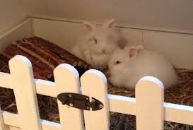 I want some pics of hutches that are totally from your own experience and ideas. Other Pets Archives Ikea Hackers