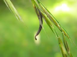 Image result for Bromus  erectus