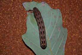 Caterpillar Id Needed Leaf Eating New Jersey Pictures