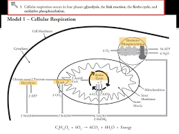 What do the arrows in the model represent? Pogil Cellular Respiration Ppt Download