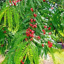 Image result for Cassia thyrsoidea