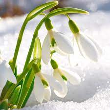 Snowdrops These Little Flowers Don T Care If It S Still Winter Greenview