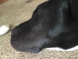 Dog illnesses and great dane health. Great Dane Losing Hair Cheap Online