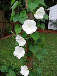 Ipomoea Alba Moonflower World Of Flowering Plants Flowering Vines Moonflower Vine Moon Flower