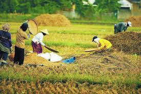 Cara Menjadi Tengkulak Hasil Pertanian Sukses Yang Pro Petani Mediatani