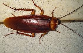 We did not find results for: Kecoa Terbang Jenis Penyebab Dan Cara Menghadapinya Fumida