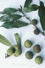 Image result for Dovyalis macrocalyx