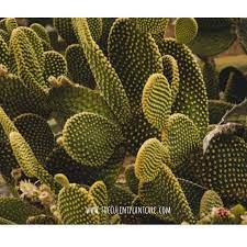 Stricta is an invasive species there which competes with native plants for resources. Opuntia Microdasys Bunny Ears Care And Propagation Succulent Plant Care
