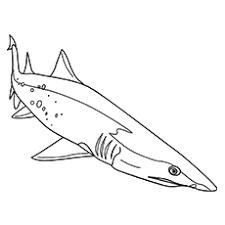 You can print or color them online at getdrawings.com for absolutely free. Top 20 Shark Coloring Pages For Your Little Ones