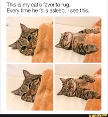Pin By Golden Hour On Tiny Little Angel Cat And Dog Memes Cute Animals Cute Baby Animals