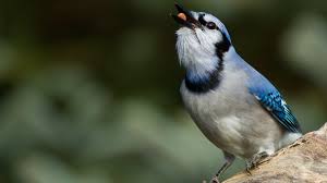 Migrate make test should not have a blank output. Blue Jay A New Look At A Common Feeder Bird