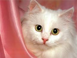 Image result for ‫تصویر گربه‬‎