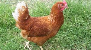 Until my flock was decimated in december by a neighbors dog. 20 Best Egg Laying Chicken Breeds That Will Lay Lots Of Eggs For You Up To 300 Per Year Chicken Breeds Leghorn Chickens Laying Chickens Breeds