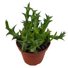 Image result for Orbea schweinfurthii