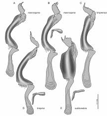 Image result for Disperis sp. nov. aff. bifida