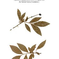 Image result for Vaccinium madagascariense