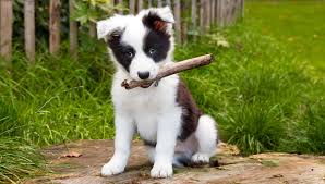 Smooth and rough collies share the same lineage and breed standard, but in 1830, show breeders wanted a more elegant dog with an elongated head, and crossed the breed with the borzoi. Border Collie Growth Chart Border Collie Puppy Weight Chart