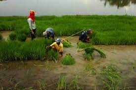 Menanam padi dengan cara tradisional cukup melelahkan. Petani Disarankan Tanam Padi Pada Musim Tanam Kedua Antara Jateng