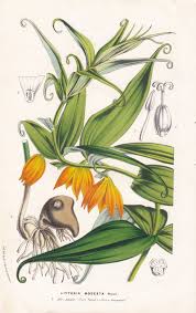 Image result for Littonia modesta