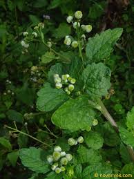 Image result for Dichrocephala