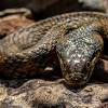 Compare also albanian shlligë (adder). Https Encrypted Tbn0 Gstatic Com Images Q Tbn And9gctibgyqjgh Ryc6atsunthh3cbmyplmjtz7ro86hw Qft0uahsg Usqp Cau