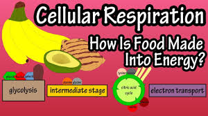 Concepts of biology overview of photosynthesis. What Is Cellular Respiration How Do Cells Obtain Energy Energy Production In The Body Youtube
