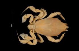 Image result for Cribbia brachyceras