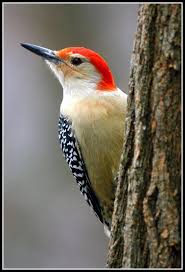 Birds Native To Virginia 13 Photos Of Wildlife In West Virginia That Will Drop Your Jaw Woodpecker Backyard Birds Colorful Birds