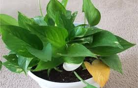 Is your home water coming out of the faucet with a yellow or brownish tint? Why Are My Pothos Leaves Turning Yellow And How To Fix It Smart Garden Guide