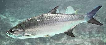 The life span of a tarpon can be in excess of 50 years. Atlantic Tarpon Wikipedia