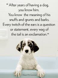 40 Dog Quotes That Will Make Your Heart Melt Dog Quotes Dogs Dog Life