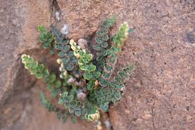Image result for Schizaea pectinata