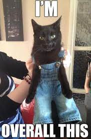Playing Dress Up With Your Cat Crazy Cats Funny Pictures Cats
