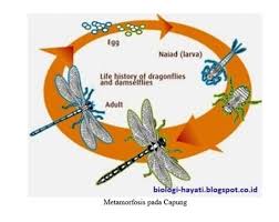 Metamorfosis adalah proses pertumbuhan pasca embrionik pada hewan yang melibatkan perubahan fisik dan struktur secara bertahap dari larva hingga dewasa. Metamorfosis Sempurna Dan Tidak Pengertian 12 Contoh Gambar